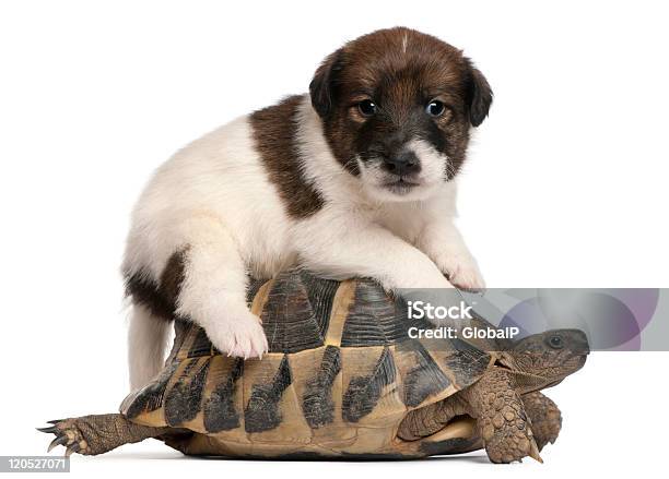 Fox Terrier Puppy I Hermanns Tortoise Testudo Hermanni Białe Tło - zdjęcia stockowe i więcej obrazów Na wierzchu