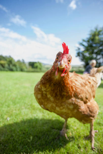 foto de stock de hen - chicken animal farm field fotografías e imágenes de stock