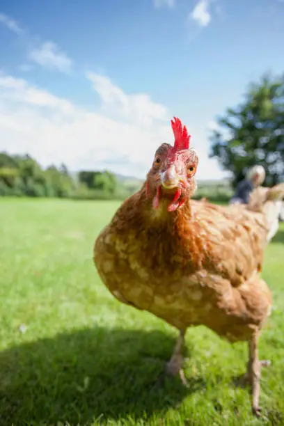 Photo of Hen stock photo