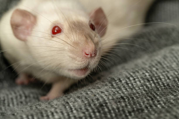 istock White adorable pet rat in her blanket 1205271725