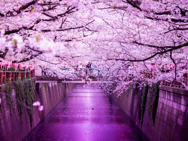 istock Sakura on Meguro River in Tokyo. 1205271730