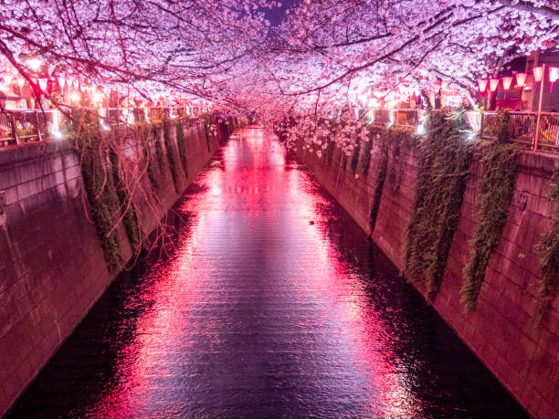 istock Sakura on Meguro River Tokyo, Japan 1205271736
