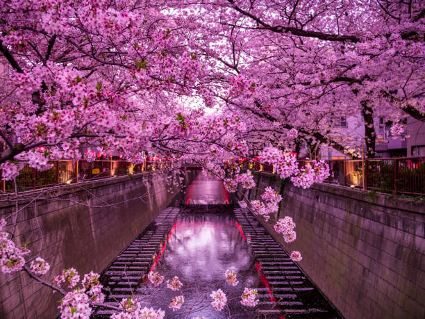 Cherry blossoms and the reflections on Meguro River, Tokyo, Japan
