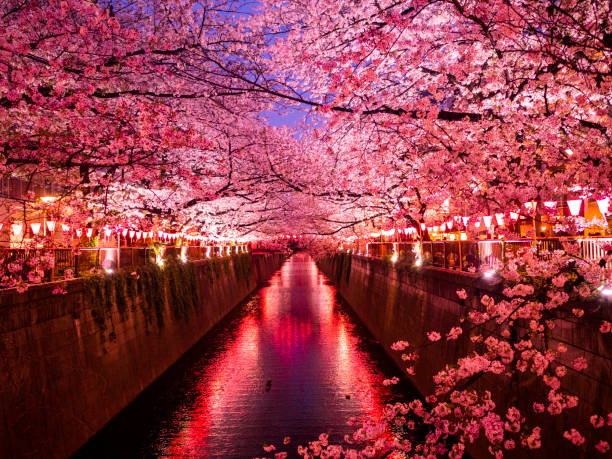 sakura sur la rivière meguro tokyo, japon - rivière meguro photos et images de collection