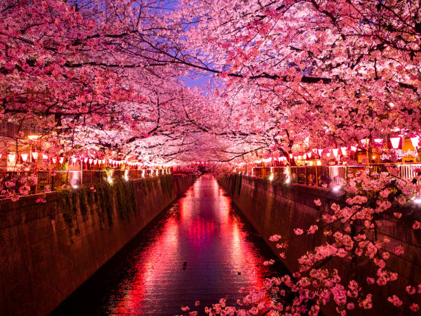 istock Sakura on Meguro River Tokyo, Japan 1205271747