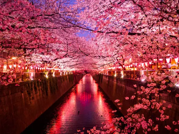 Cherry blossoms and the reflections on Meguro River, Tokyo, Japan