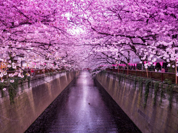 istock Cherry Blossom at Meguro River in Tokyo, Japan 1205271755
