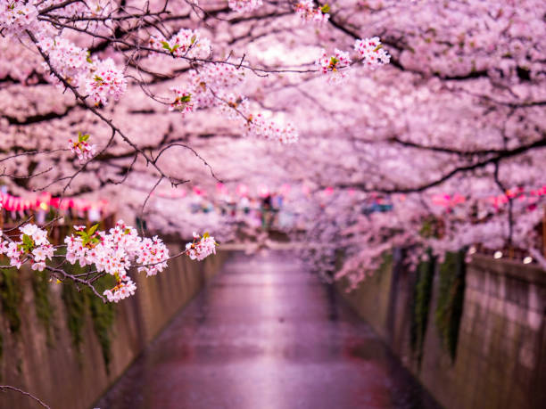 Sakura on Meguro River, Tokyo, Japan