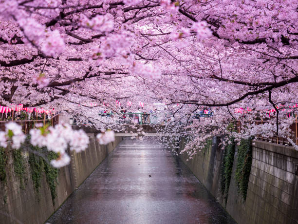 istock Sakura on Meguro River, Tokyo, Japan 1205271766