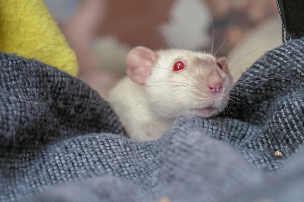 istock White adorable pet rat in her blanket 1205272157