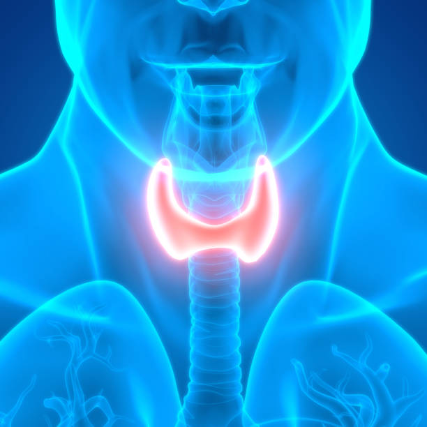 istock Human Glands Thyroid Gland Anatomy 1205272240