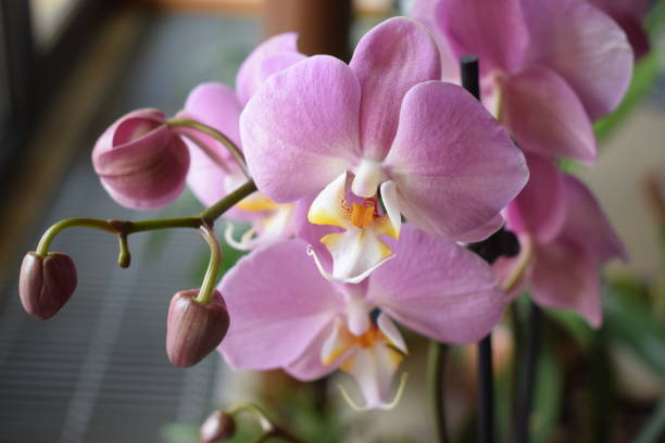 istock pink orchid flowers 1205274083