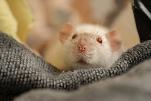istock White adorable pet rat in her blanket 1205274090