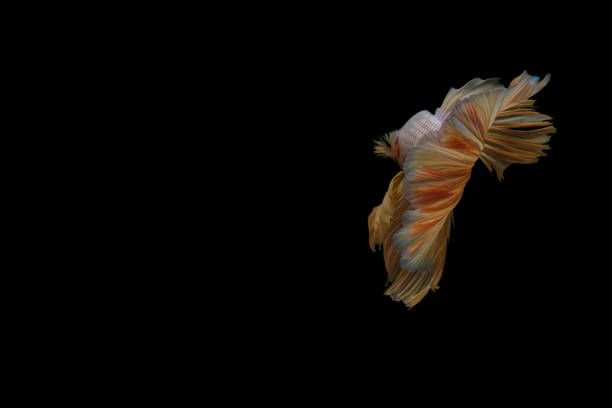 istock Colorful tail in the dark 1205274235