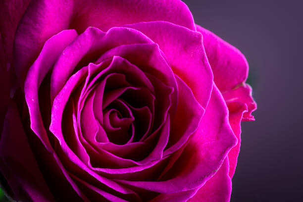 Rose is a perennial flowering plant, which can be erect shrub, climbing or trailing with stems that often have sharp prickles. Flowers vary in size and shape with colors ranging from white, yellow, purple, orange, pink to red. The blooming time is from early summer to fall.