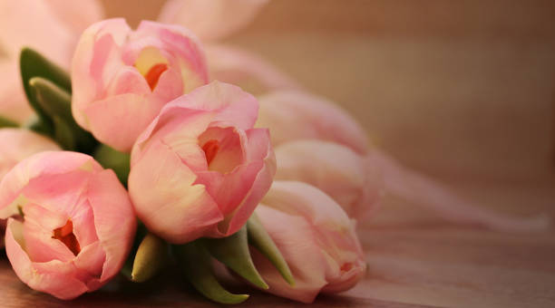 pink tulips background for valentines day stock photo