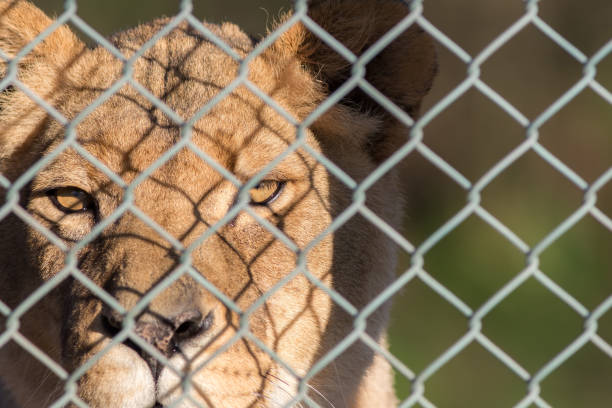 Caged lion staring through fence. Captive animal rights image. Close-up of big cat in captivity. Game reserve boundary.