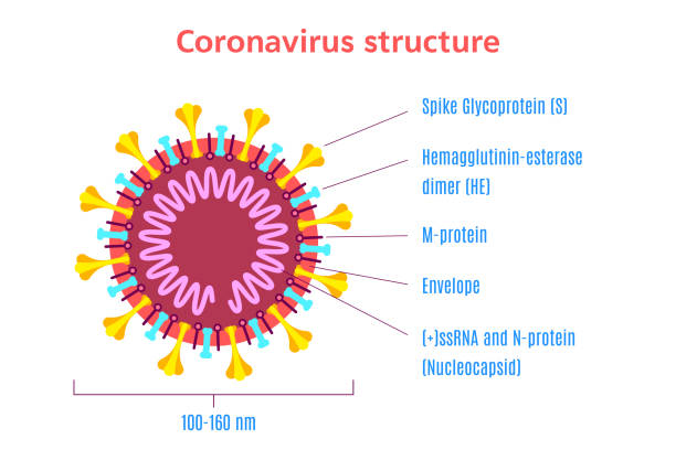 Coronavirus virion structure diagram. Stock vector illustration. Coronavirus virion structure diagram isolated on white background. Infographic template. Stock vector illustration in flat style physical structure stock illustrations