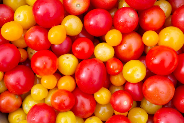 위에서 본 다채로운 체리 토마토 - multi colored vegetable tomato homegrown produce 뉴스 사진 이미지