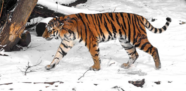 50+ P Tigris Tigris Stock Photos, Pictures & Royalty-Free Images - iStock