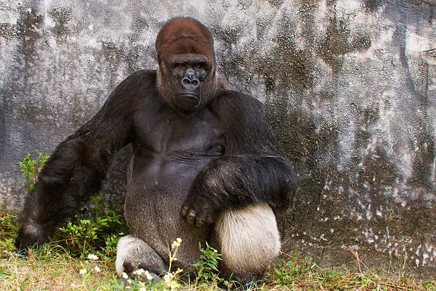 Photo of Western Lowland Gorilla