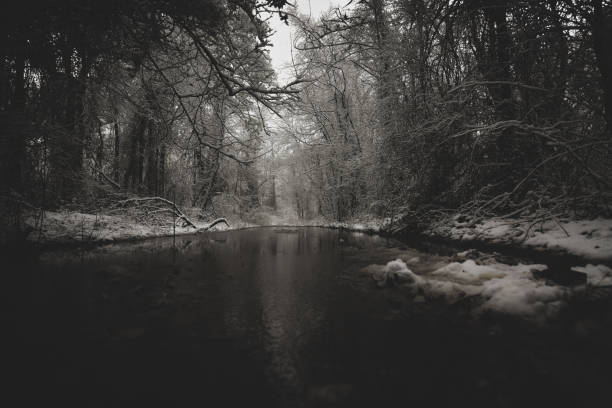 A walk in the falling snow through the forest near a creek.