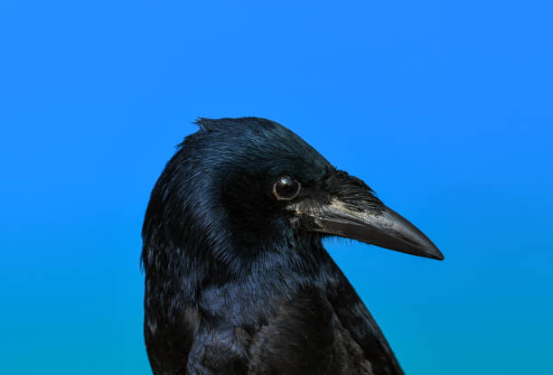 istock Portrait of a sowing crow 1205282334