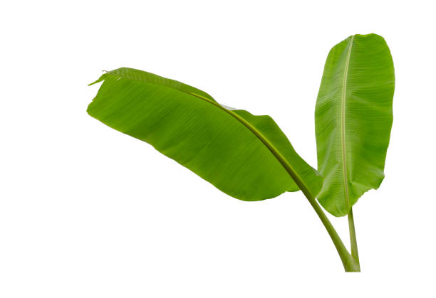 istock Banana leaf isolated on white background 1205282457