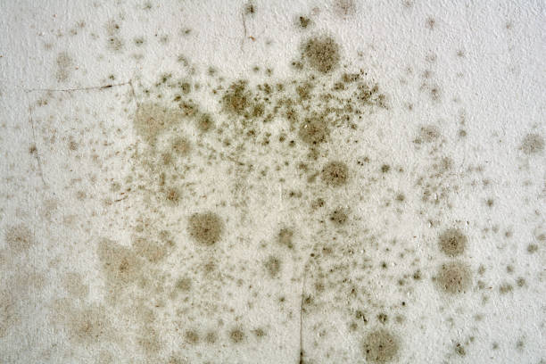 天井にモールド - アパートでの換気、湿気、寒さの問題。 - mold damaged toxic mold mildew ストックフォトと画像