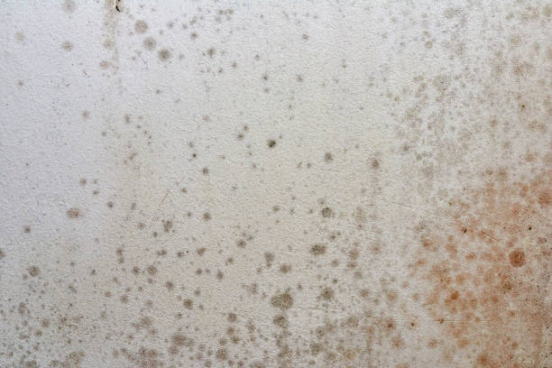 istock Mold on ceiling - the problem of ventilation, dampness, cold in the apartment. 1205283504