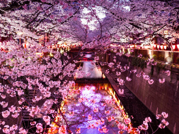 sakura sur la rivière meguro tokyo, japon - rivière meguro photos et images de collection