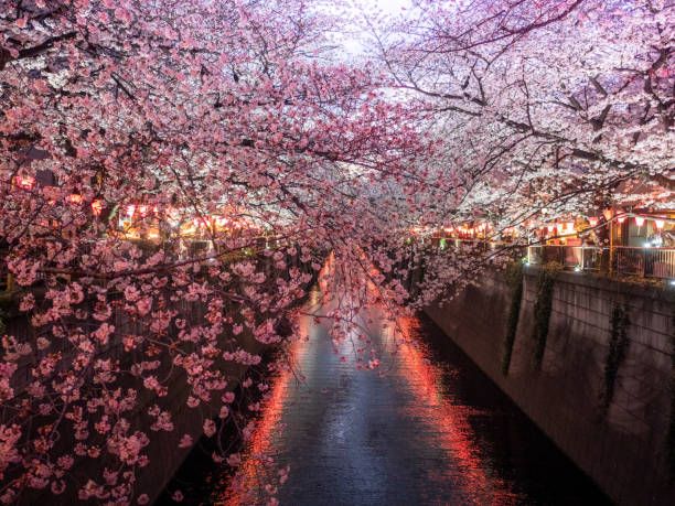 istock Sakura on Meguro River Tokyo, Japan 1205283751