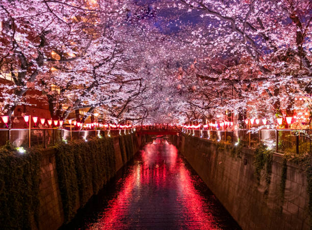 istock Sakura on Meguro River Tokyo, Japan 1205283758