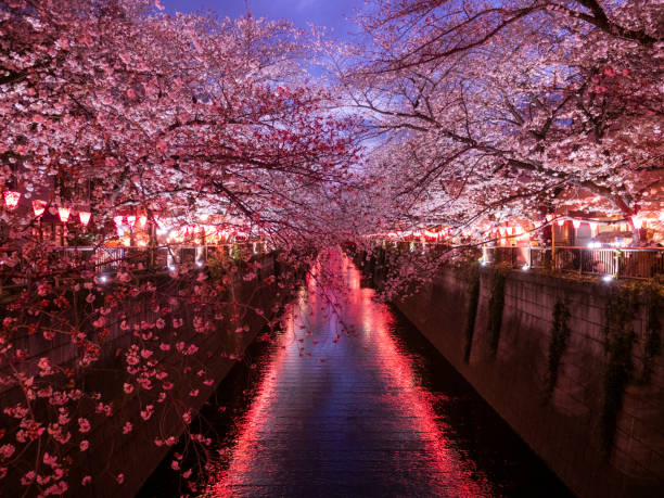 istock Sakura on Meguro River Tokyo, Japan 1205283800