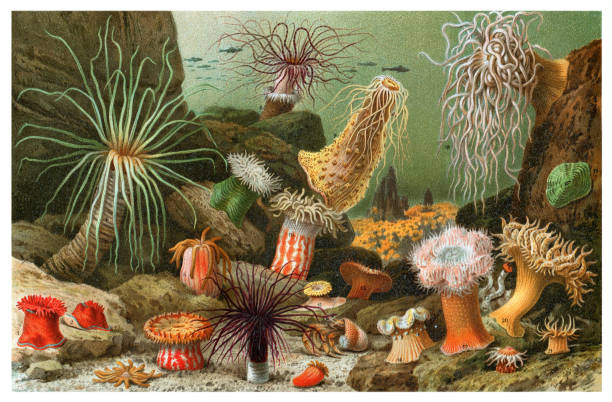 ilustrações de stock, clip art, desenhos animados e ícones de sea anemone marine animal illustration - sea life sea reef animal