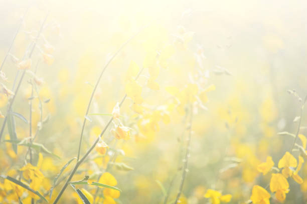 istock Floral background blooming in pastel tones 1205286009