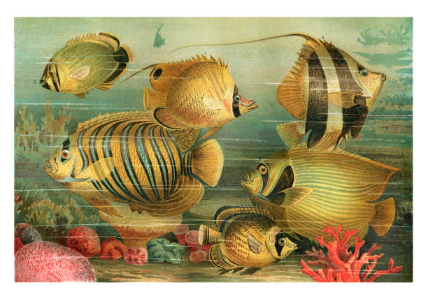 海洋生物與蝴蝶魚皇帝天使魚插圖 - 蝴蝶魚 幅插畫檔、美工圖案、卡通及圖標