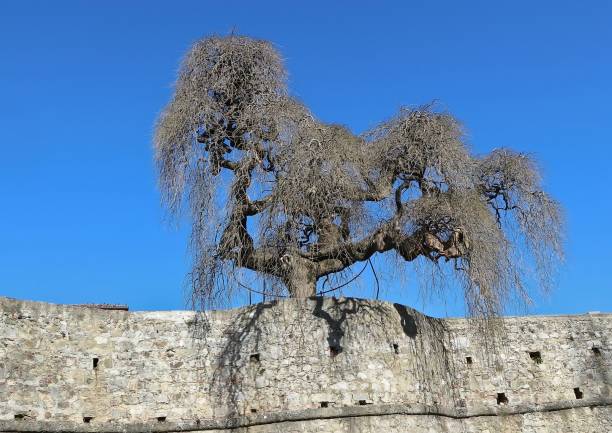 Bare Japanese pagoda tree, Styphnolobium japonicum or Sophora, stands above an ancient stone wall Bare Japanese pagoda tree, Styphnolobium japonicum or Sophora, stands above an ancient stone wall in wintertime. styphnolobium japonicum stock pictures, royalty-free photos & images