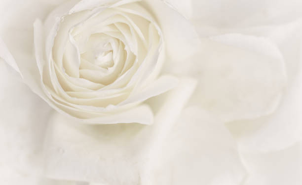istock Soft focus, abstract floral background, white rose flower. Macro flowers backdrop for holiday brand design 1205287821