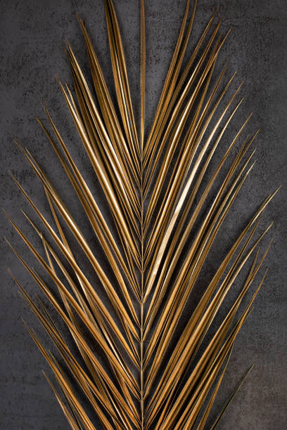 istock closeup of golden palm leaf on dark grey background 1205287834