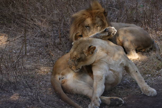 istock Licking Lioness in the grassland 1205288006