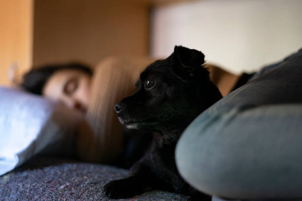 istock Black dog in bed with its owner sleeping. 1205288122