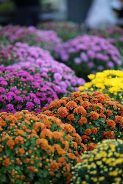 chrysanthemen zum verkauf auf einem bauernmarkt - chrysantheme stock-fotos und bilder