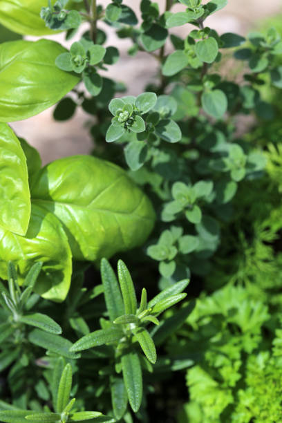 istock Oregano, Basil And Rosemary In A Summer Garden 1205288699