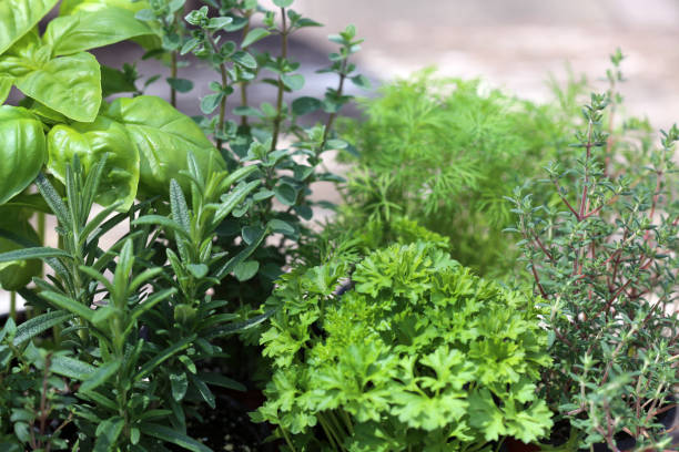 istock Oregano, Basil, Parsley, Thyme, And Rosemary In A Summer Garden 1205288708