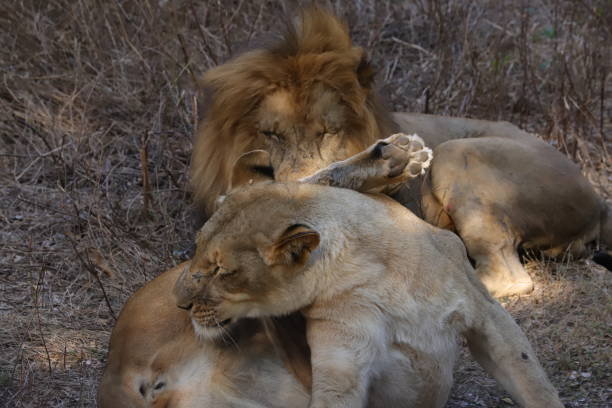 lizanie lwica na użytkach zielonych - herbivorous close up rear end animal head zdjęcia i obrazy z banku zdjęć