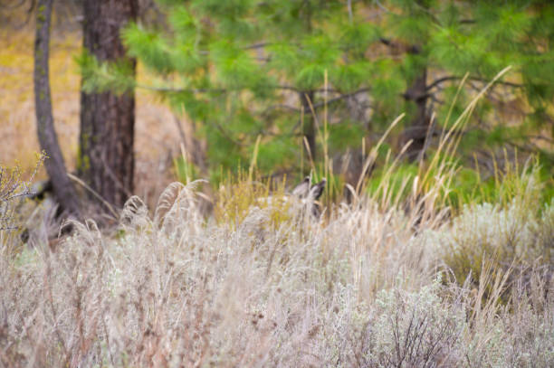 istock Deer Hidden In The Brush 1205289074