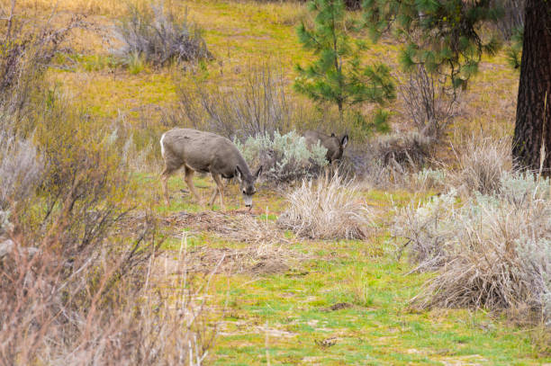 istock Deer Grazing Among The Sagebrush 1205289082
