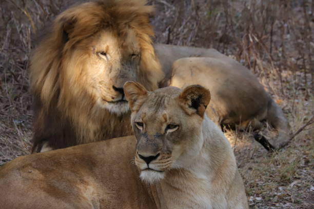 istock Lion and lioness resting in the grass 1205289128