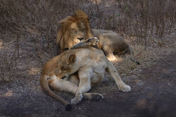 istock Licking Lioness in the grassland 1205289460